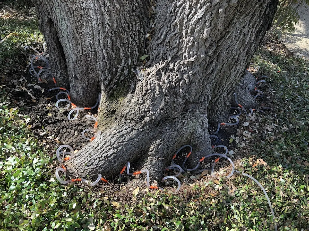 Detailed Tree Cabling and Bracing job site in Woodstock