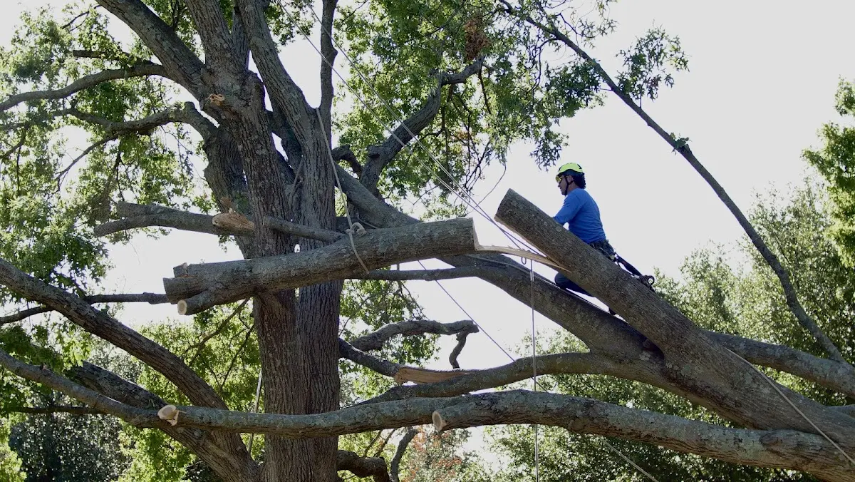 Professional Hazardous Tree Removal performed by certified arborists in Woodstock